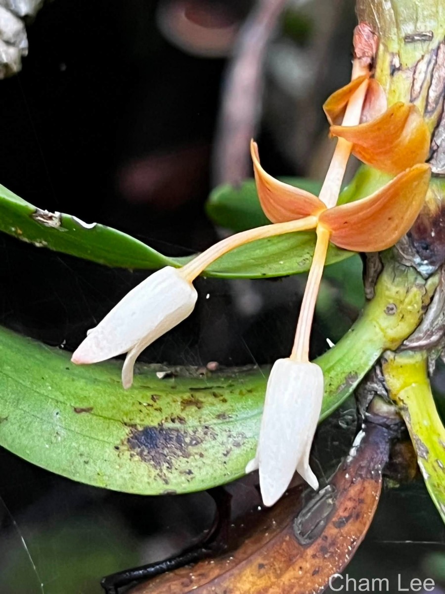 Cylindrolobus lindleyi (Thwaites) Ormerod & C.S.Kumar